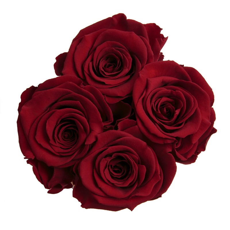 Rosmarie Schulz Heidelberg Rose Box, White Round Infinity Rose, Flower