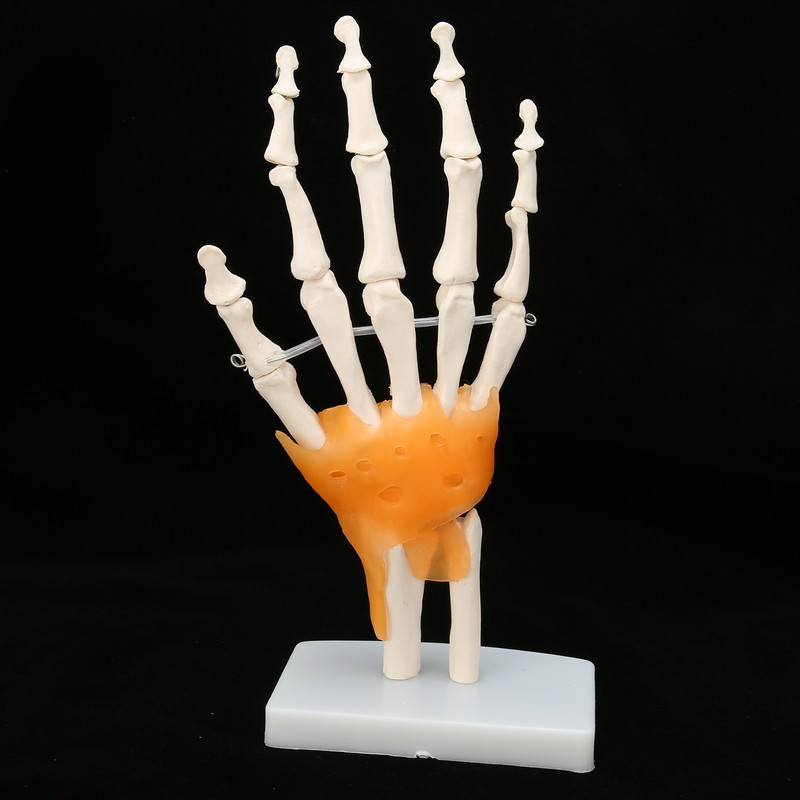 Human Hand Model Hand Joint Display Model for Patient Training