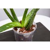 rePotme Orchid Pot - 6 inch Slotted Clear Orchid Pots