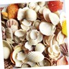 DOITOOL 1pack Natural Shell Conch Fish Tank Landscaping DIY Craft