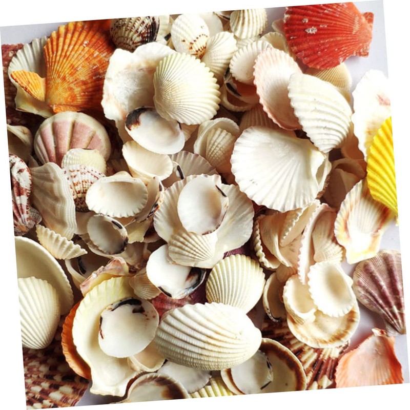 DOITOOL 1pack Natural Shell Conch Fish Tank Landscaping DIY Craft