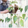 YDSL 100 Feet Soft Tie for Plants, Green Twist Garden