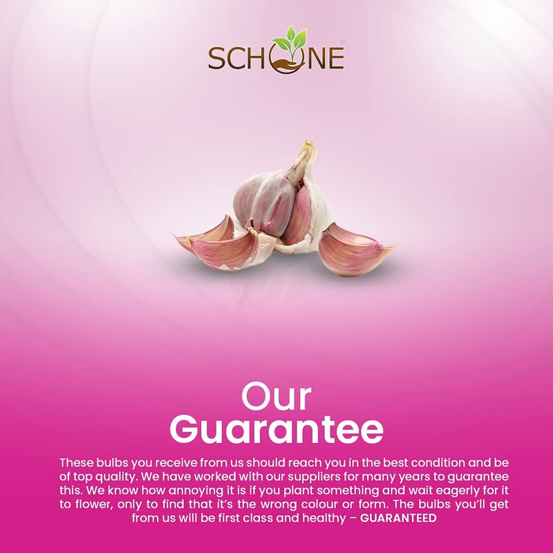 Garlic Set - Reliable Harvest - for Your Kitchen Garden