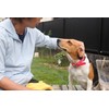 Dog Collar Waterproof TPU Dog Collar (Red)