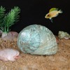 iao.v.p 2pcs XXL Hermit Crab Shells, Natural Sea Conch, Green,