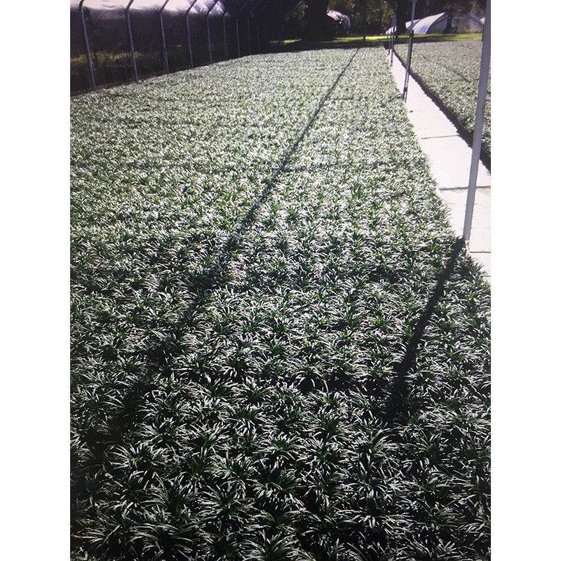Dwarf Mondo Grass - 10 Live Plants - Shade Loving