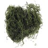Rayher Muschio Della Giungla, Verde, Busta 20 G, 8501029