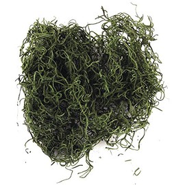 Rayher Muschio Della Giungla, Verde, Busta 20 G, 8501029