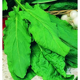 Harts Seeds Garden Sorrel