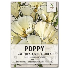 Seed Needs, White Linen California Poppy Seeds - 2,000 Seeds for Planting Eschscholzia californica - Open Pollinated & Untreated Wildflowers for Growing a Butterfly Garden (1 Pack)