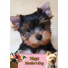 Yorkie/Yorkshire Terrier Dog Mothers Day Card