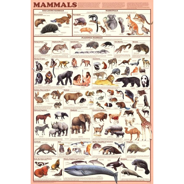 (24x36) Mammals Educational Science Chart Poster