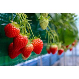 CZ GRAIN 200 Everbearing Strawberry Seeds to Grow Red Strawberry Vines Made in USA