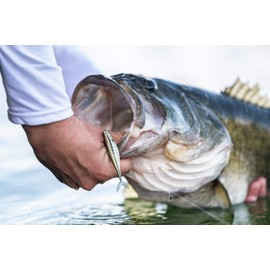 PowerBait The Champ Minnow HD Baby Bass 3.4in | 8.5cm