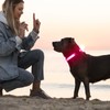 Light Up Dog Collar for Night Walking Flashing, LED Dog