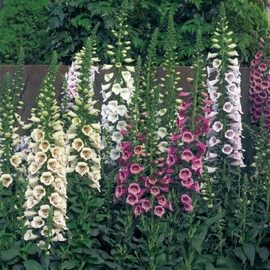 Eden Brothers Foxglove Seeds - Camelot Mix