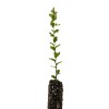 The Jonsteen Company Cork Oak | Medium Tree Seedling |