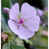 Fresh MARSHMALLOW Seeds *FREE Shipping!* Althaea officinalis Flowering Herb 100+