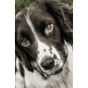 Springer Spaniel Notebook: Incredible Springer Spaniel Dog Journal Diary 6"x