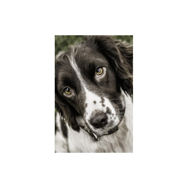 Springer Spaniel Notebook: Incredible Springer Spaniel Dog Journal Diary 6"x