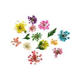 ALLYDREW Real Dry Flowers Nail Art 3d Flower Nail Decals Nail Manicure with Plastic Case (set of 12)