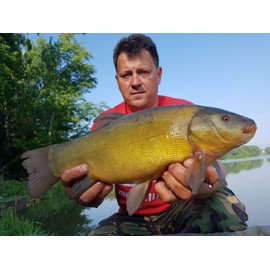 Tandem Baits Method Feeder MF Diffusion Micro Chunks 8mm 20g Mulberry Plus Carp