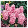 5 Fondant Pink Hyacinth Bulbs