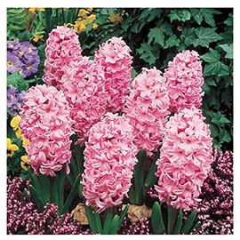 5 Fondant Pink Hyacinth Bulbs