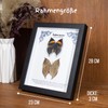 1st Heaven Prepared Butterflies in Frame, Butterfly Specimen, Dead Leaf