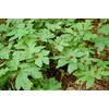 10 GOLDEN SEAL bare root plant- Hydrastis Canadensis