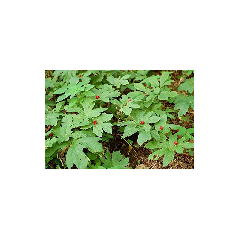 10 GOLDEN SEAL bare root plant- Hydrastis Canadensis