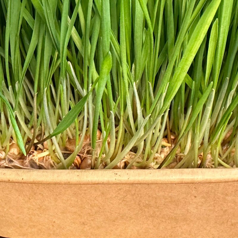 Organic Wheatgrass Premium Grow Kit 4 Pack | Whetagrass Juice