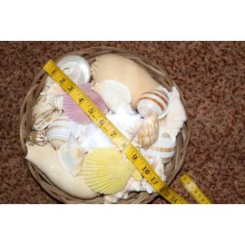 Salty Pelican Large Seashells Display MIx