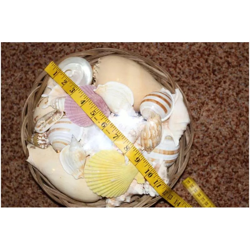 Salty Pelican Large Seashells Display MIx