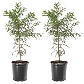Bald Cypress Tree, Deciduous Conifer, Flood Tolerant, Cold Tolerant, 2-3 ft Tree Height, 1 gal Nursery Pot (Due to Agricultural Laws, we Cannot Ship to CA, AZ, AK, or HI), 2 Trees