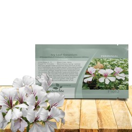 Outsidepride White Ivy Leaf Geranium Seeds for Planting - 20 Pcs Perennial, Heat & Drought Tolerant Flower Seeds with Green Foliage & Light Pink Blooms for Pots, Borders & Lush Summer Garden Displays