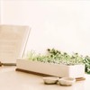 Urban Greens Micro Herbs Windowsill Grow Kit, 1 Kit