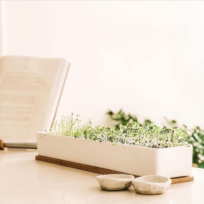 Urban Greens Micro Herbs Windowsill Grow Kit, 1 Kit