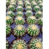 Echinocactus grusonii Golden Barrel Cactus 3.5"