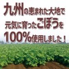 「国産ごぼう茶ティーパック」生産地：宮崎ごぼう100％使用 ノンカフェイン（100包入）