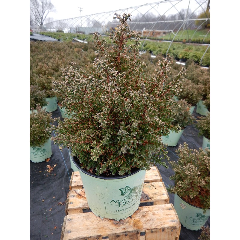 American Beauties Native Plants - Chamaecyparis thyoides 'Top Point' (Dwarf