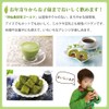 Ocha Village Blue Soup, Jinsen, Koumatcha Tea, Gold, 30 Packs
