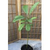 Avocado Fruit Tree Seedling 15” Live Plant Ready To Plant