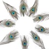 36 PCS Real Natural Peacock Eye Feathers 10-12 inch for