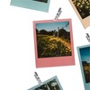 Urban Shop Rose Vine Photo Clips with Lights, Green