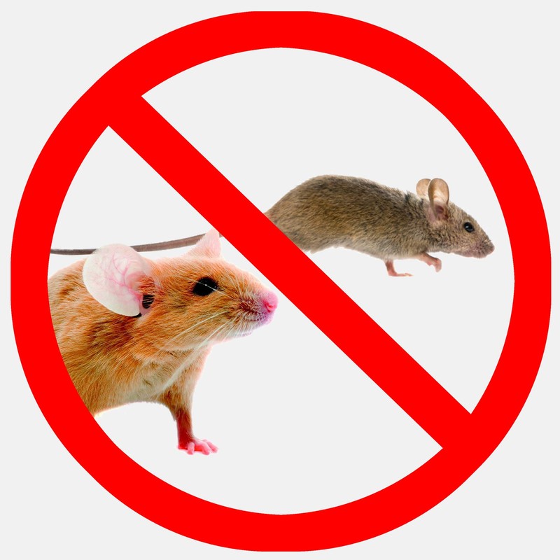 Celaflor Classic Mouse Traps - Pack of 2