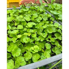 1200 Centella Seeds – Gotu Kola, Rau Má, Centella Asiatica, Asiatic Pennywort, Indian Pennywort, Brahmi, Mandukaparni – Non-GMO, Heirloom – Vegetable Seeds for Yard & Garden