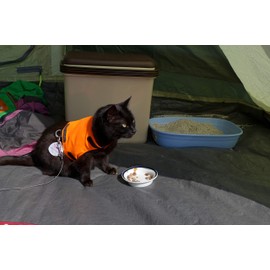 Mynwood Cat Jacket/Harness High Viz Orange Adult Cat