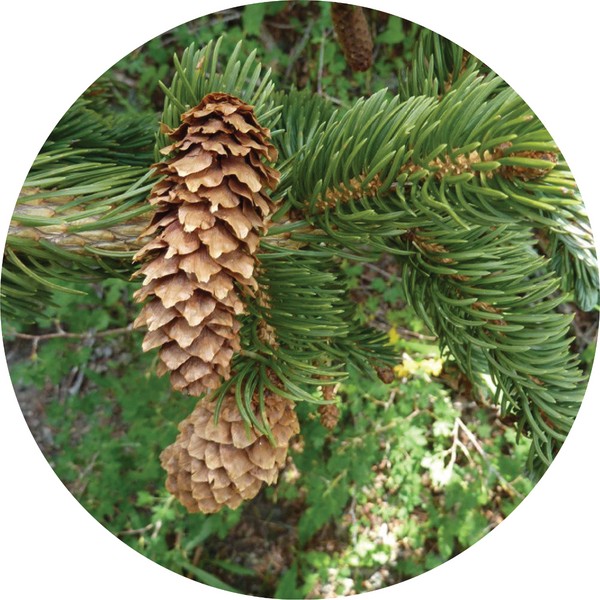 Living Libations Spruce, Mountain Essential Oil, 30ml