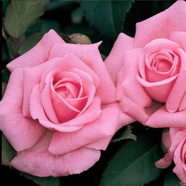 Heirloom Roses Rose Plant - Belinda's Dream Pink Rose Bush, Shrub Live Plant for Planting Outdoors